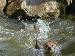 FZ006230 North American river otters (Lontra canadensis).jpg